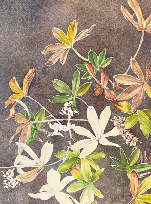 Ljónslappi - Alchemilla alpina